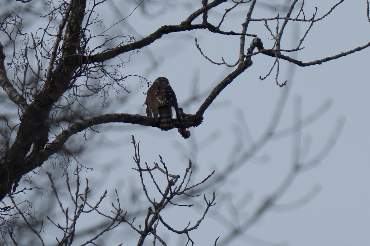 Sharp-shinned Hawk - ML646015716