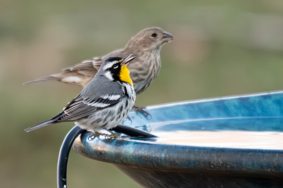 Goldkehl-Waldsänger - ML646015718