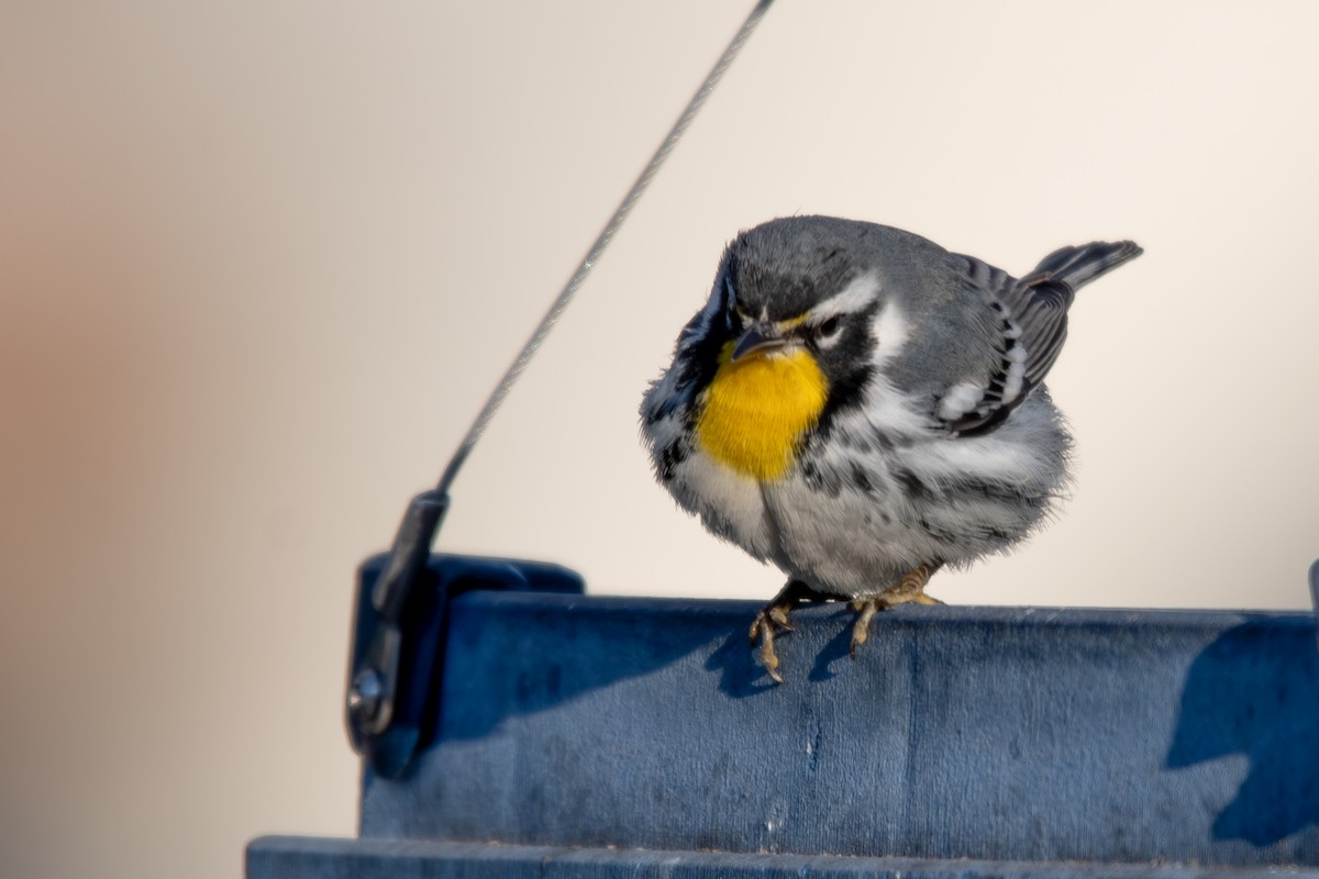 Goldkehl-Waldsänger - ML646015719