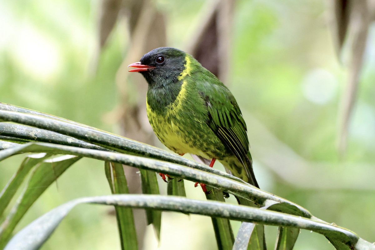 Green-and-black Fruiteater - ML646015721