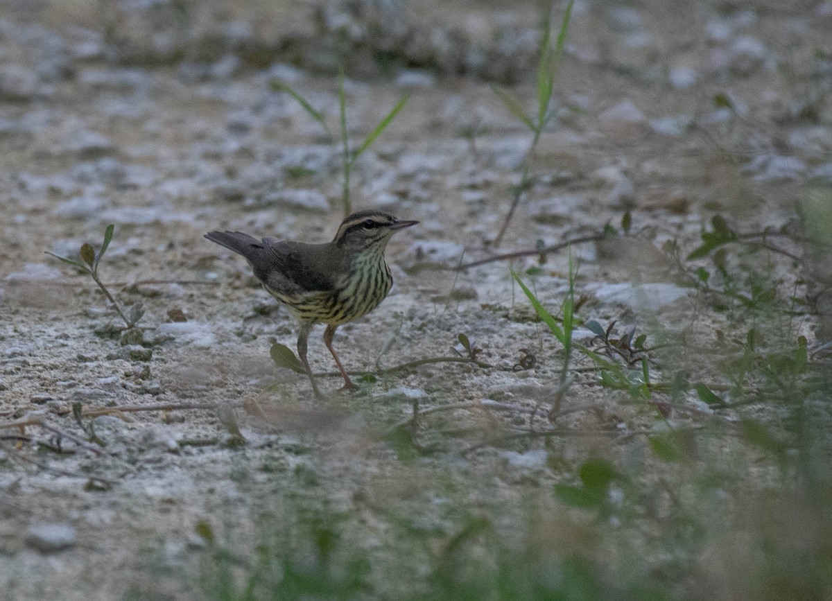 Northern Waterthrush - ML646015726