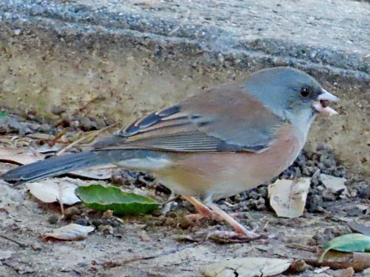 Dark-eyed Junco (Pink-sided) - ML646015735