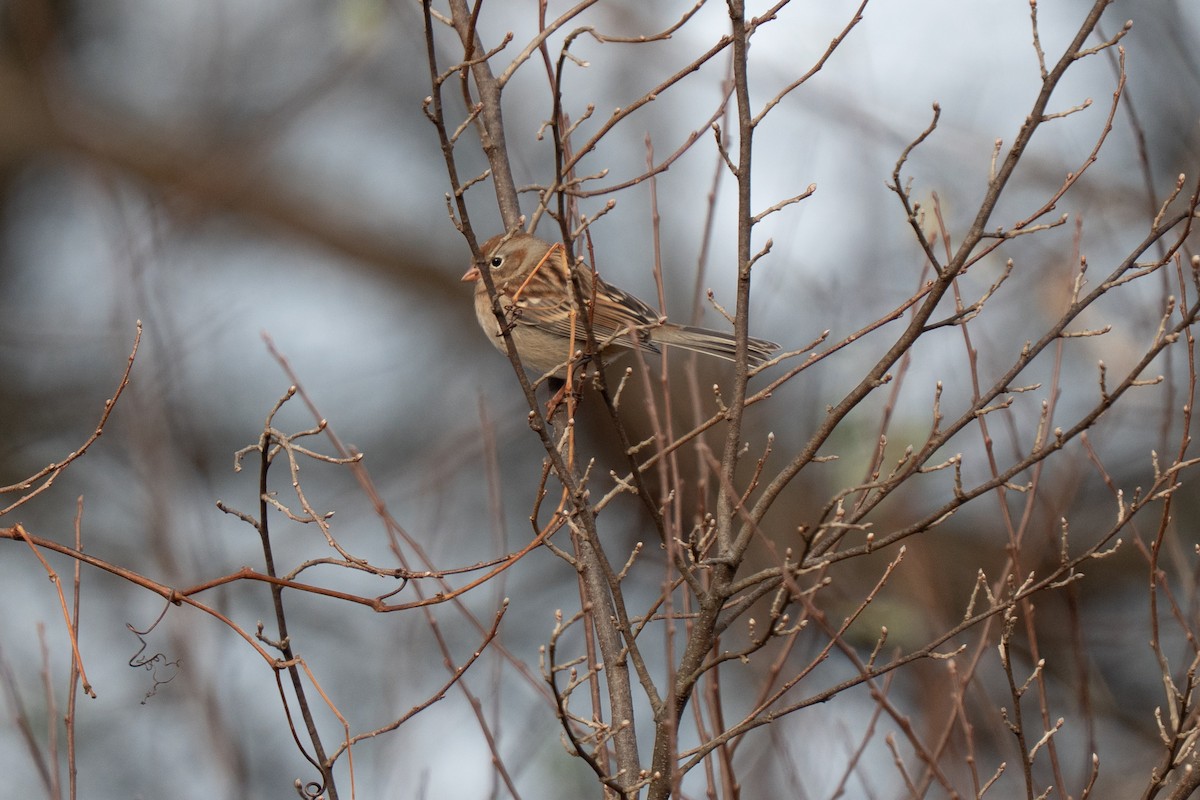 Field Sparrow - ML646015742