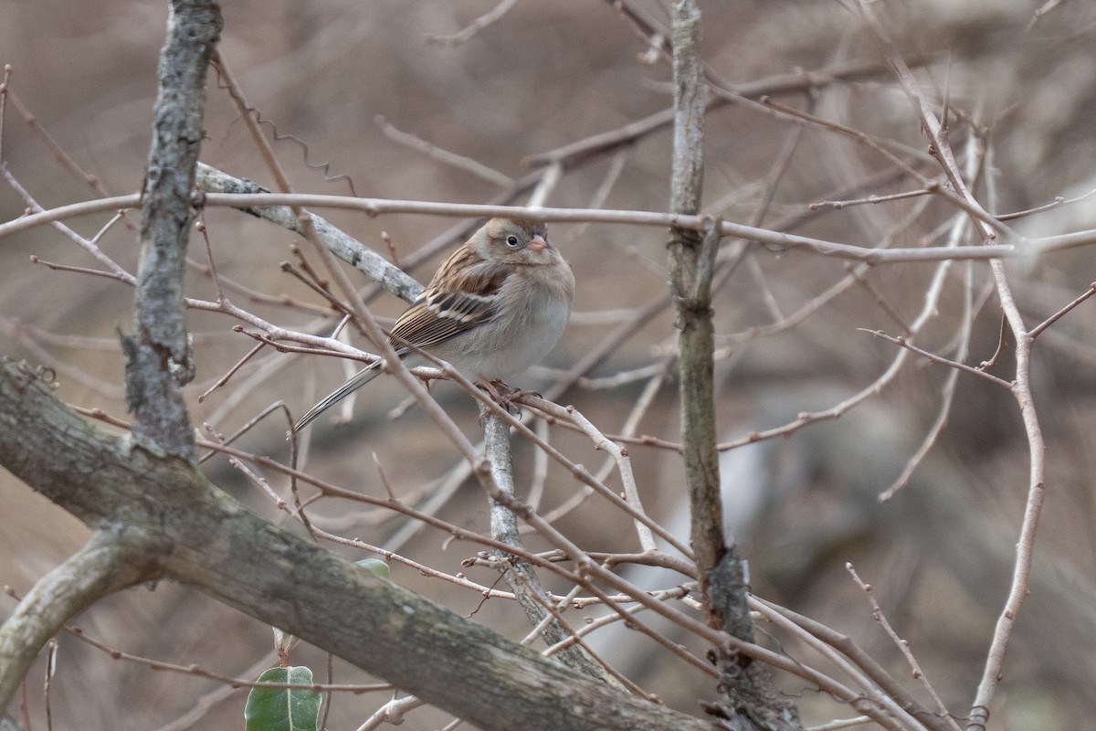 Field Sparrow - ML646015743