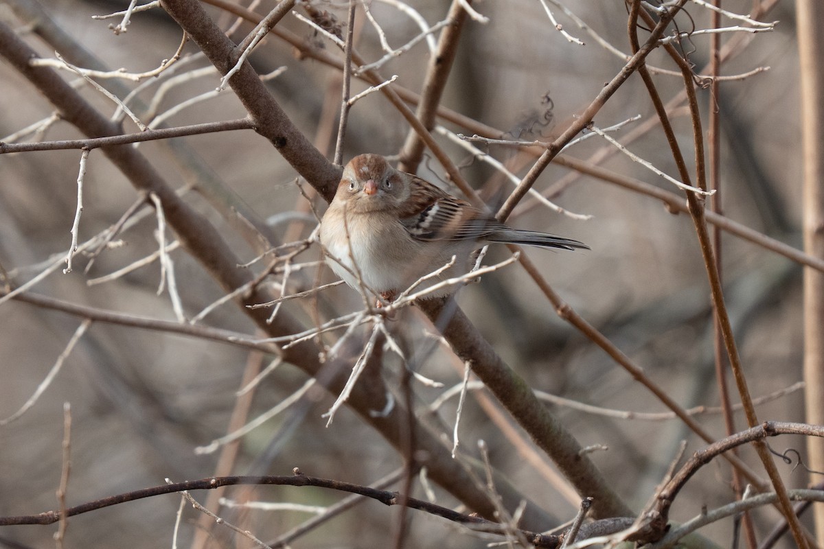 Field Sparrow - ML646015744
