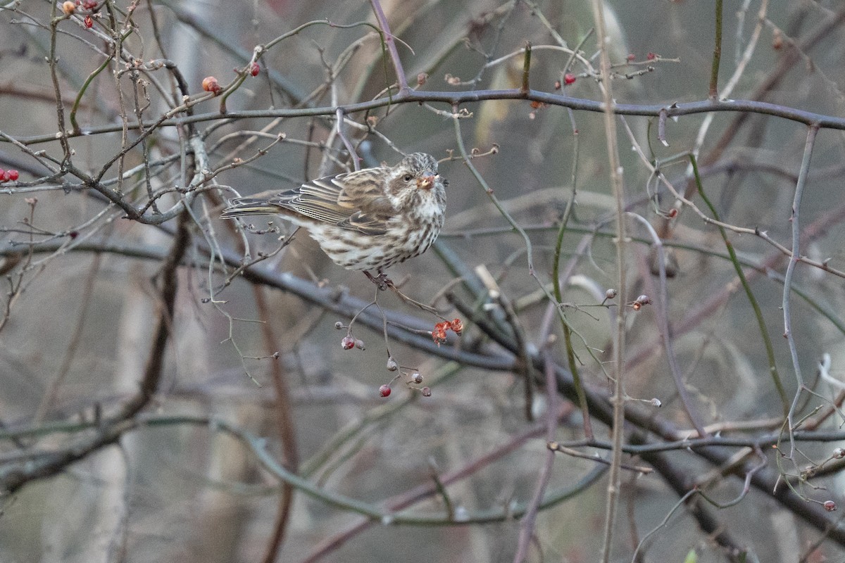 Purple Finch - ML646015749