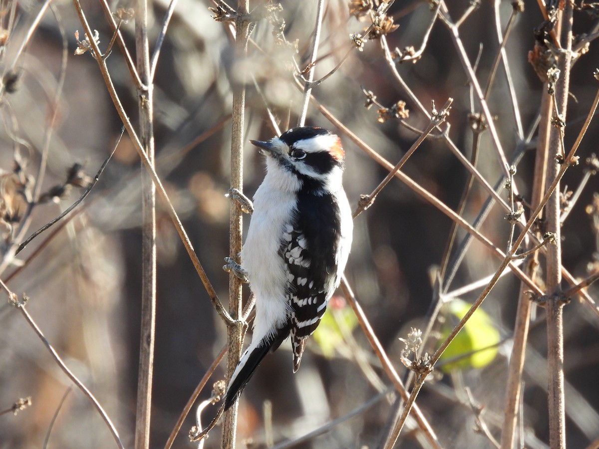 Downy Woodpecker - ML646015754