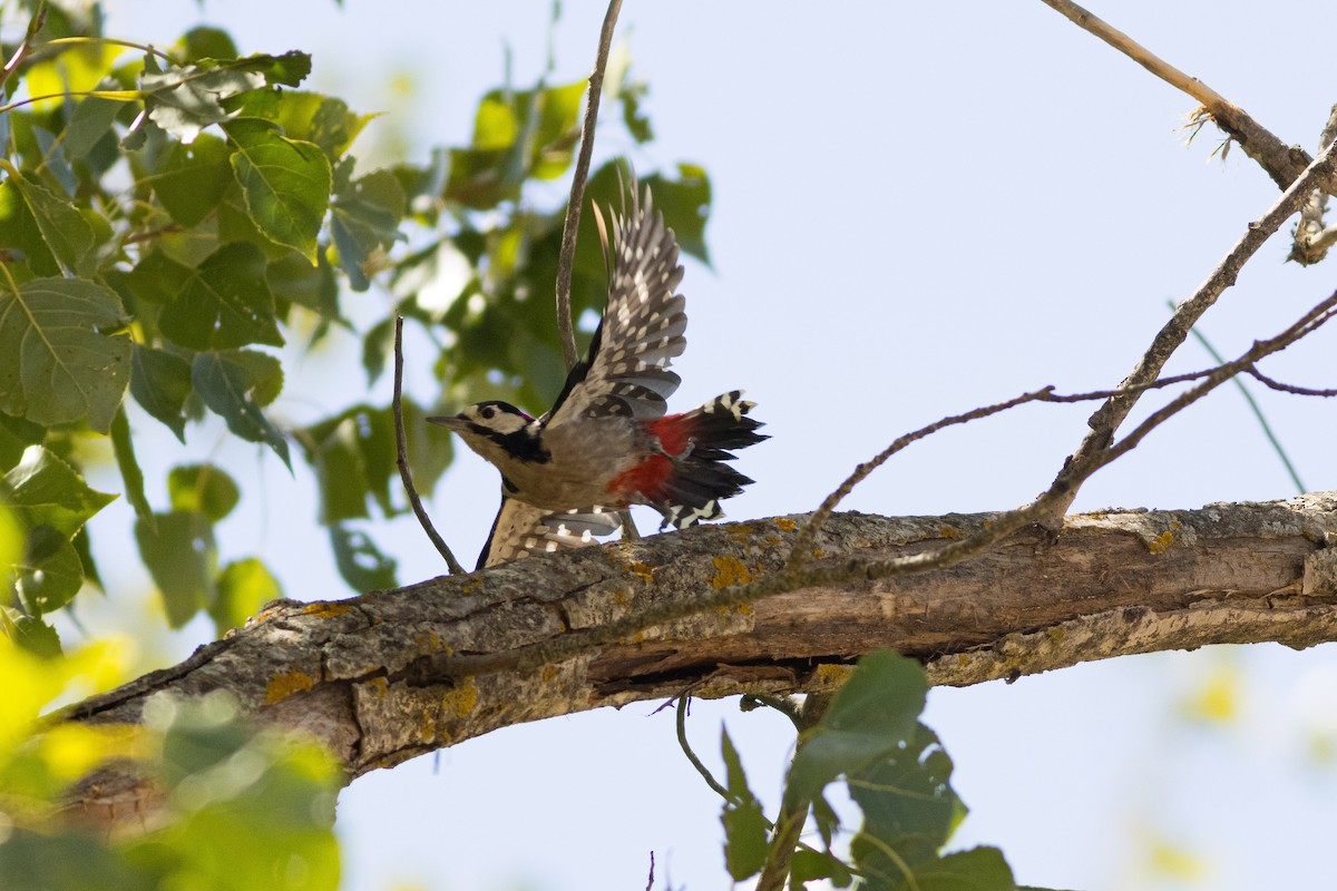 Great Spotted Woodpecker - ML646015757
