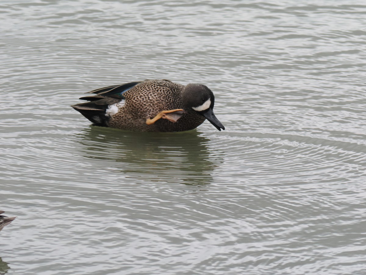 čírka modrokřídlá - ML646015758