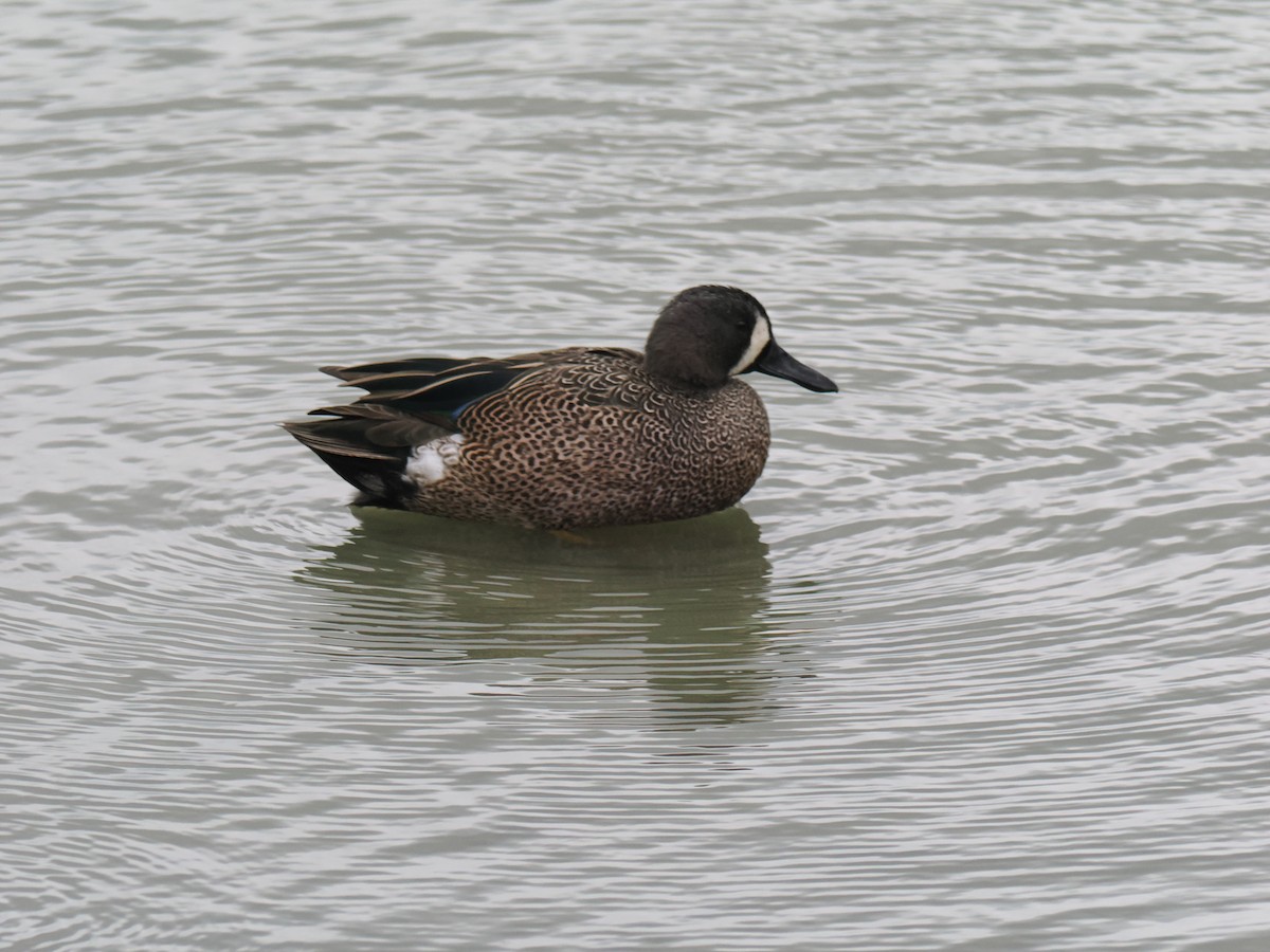 Blue-winged Teal - ML646015760
