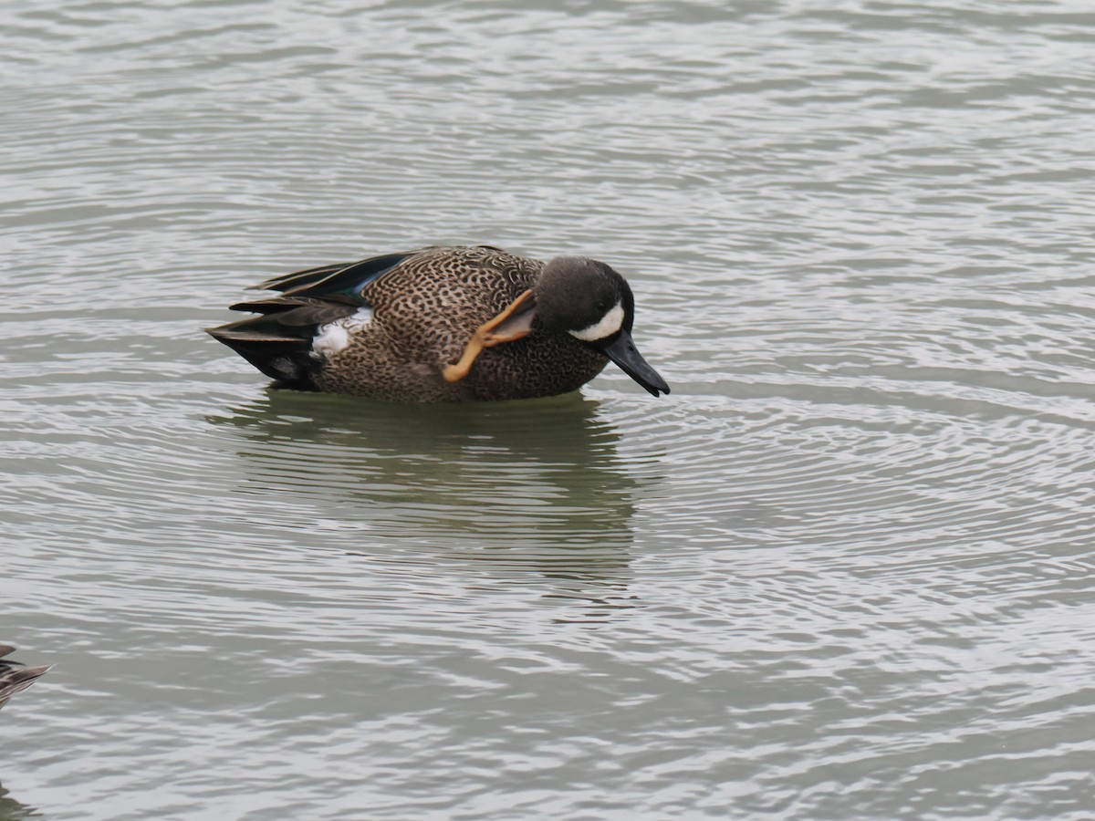 Blue-winged Teal - ML646015761