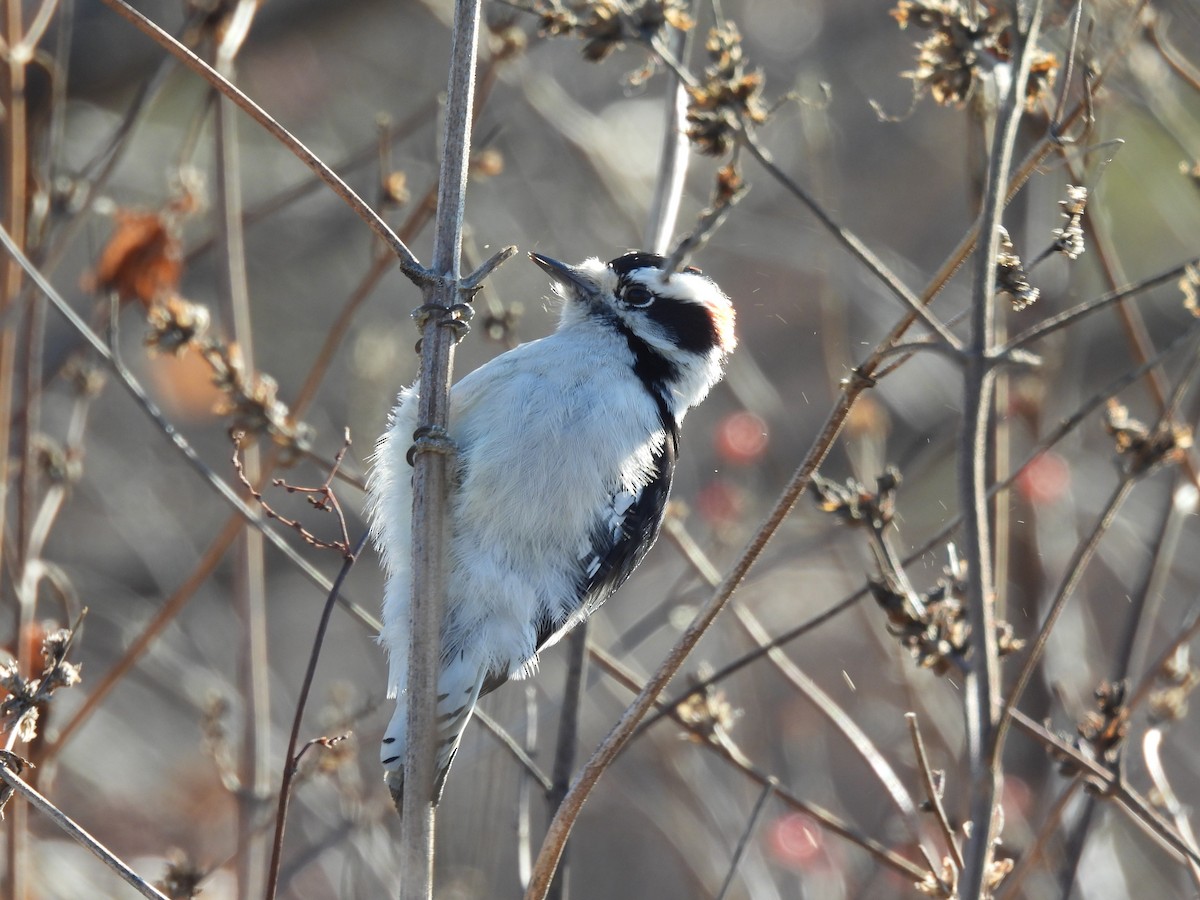 Downy Woodpecker - ML646015764