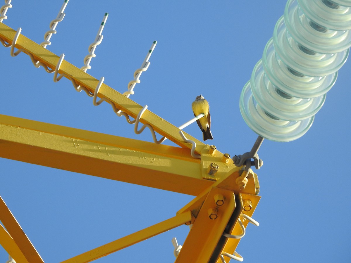 Western Kingbird - ML646015785