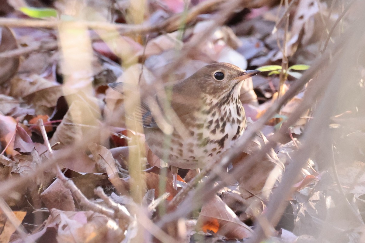 Hermit Thrush - ML646015799