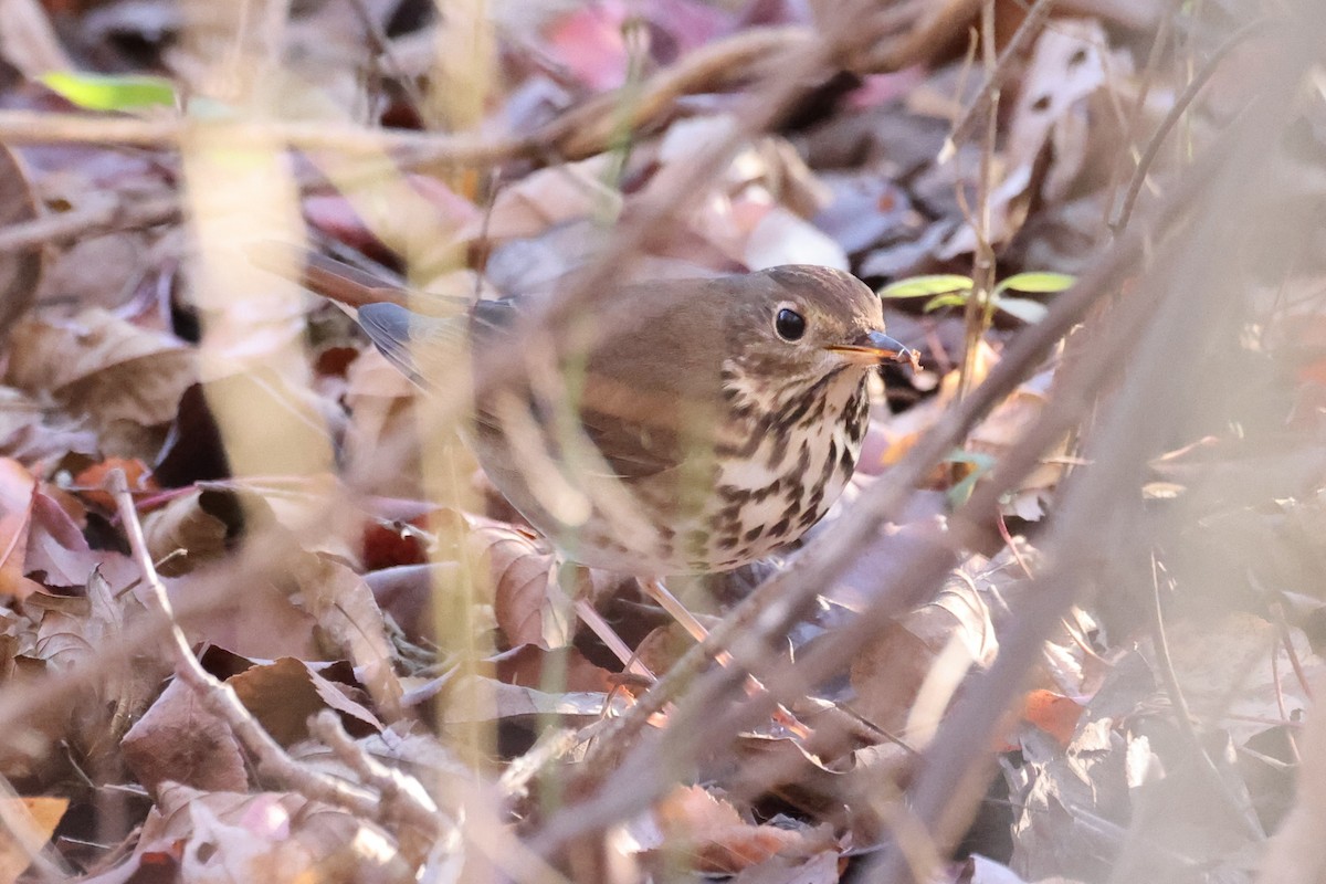 Hermit Thrush - ML646015800