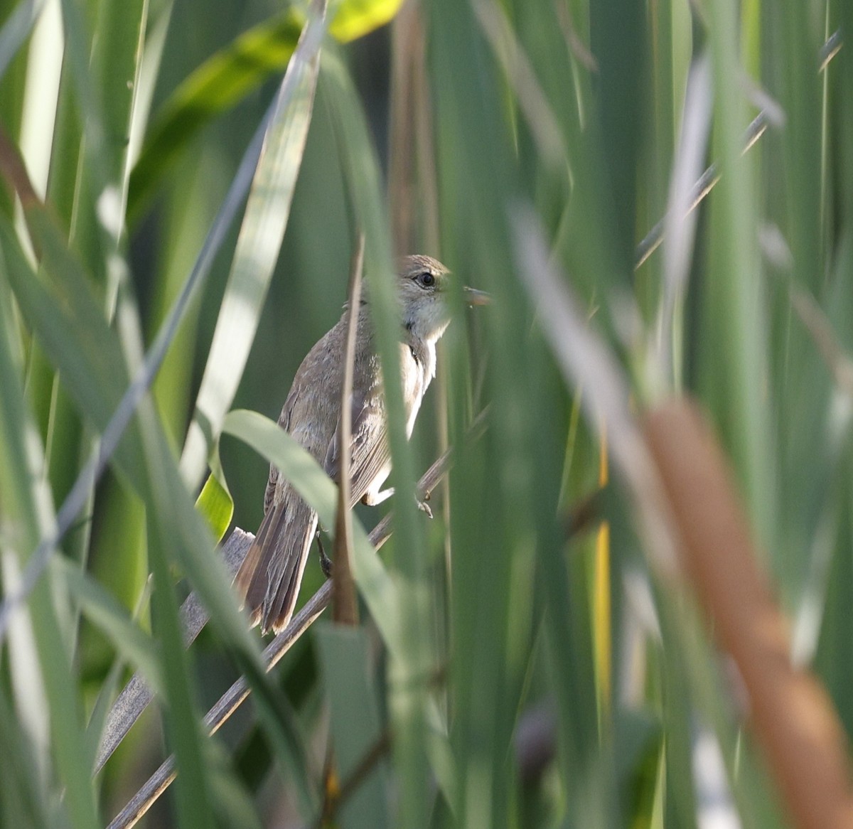 Australian Reed Warbler - ML646015801