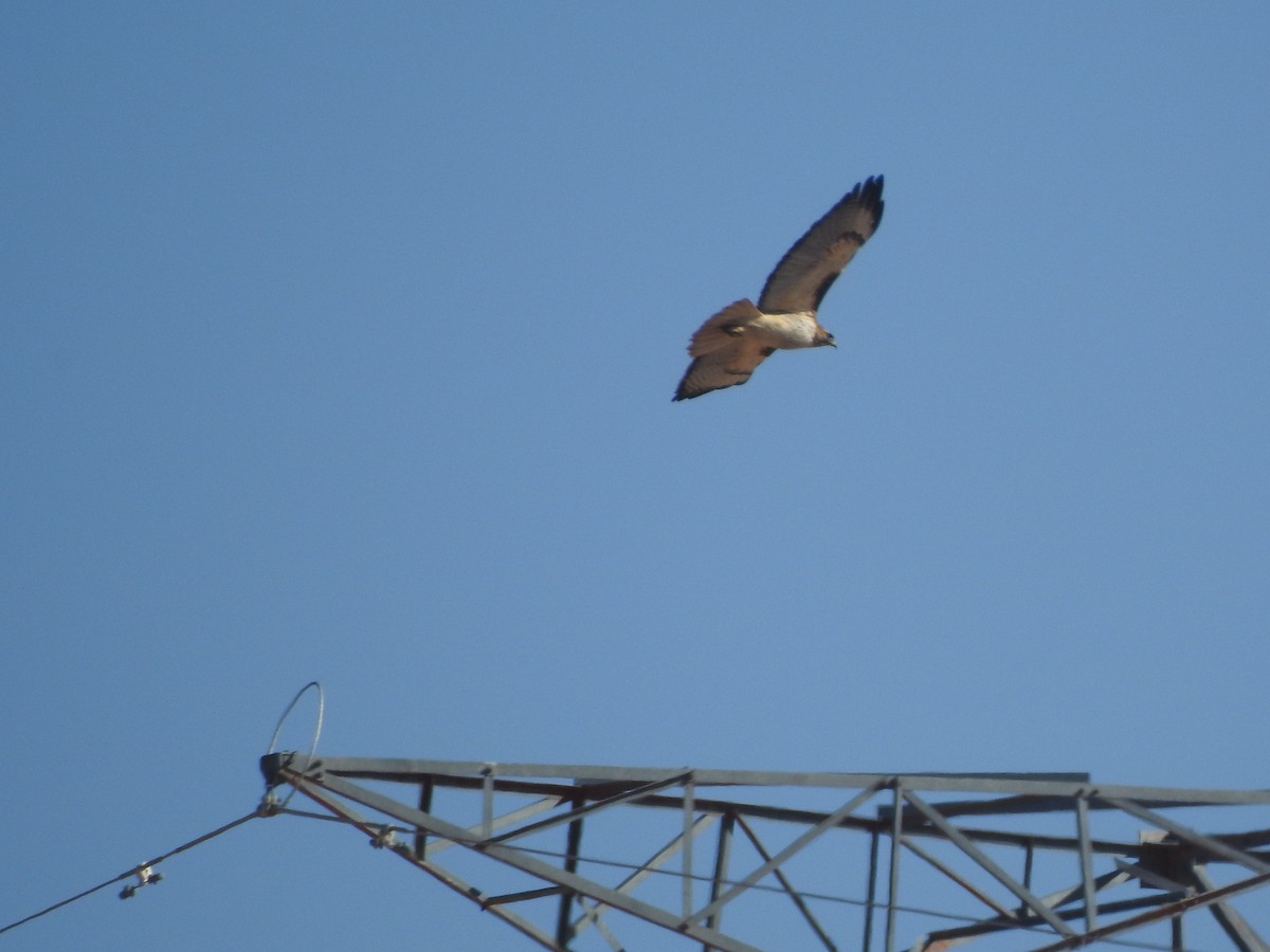 Red-tailed Hawk - ML646015803