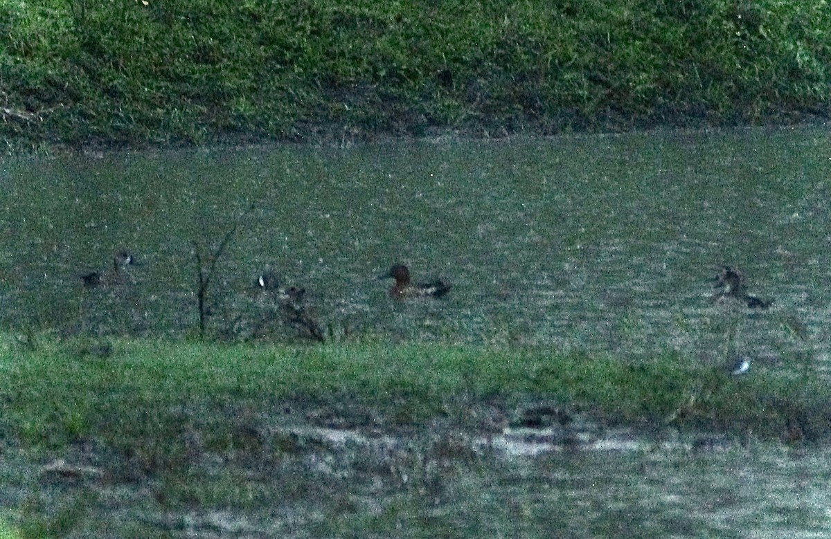 Zimtente - ML646015813