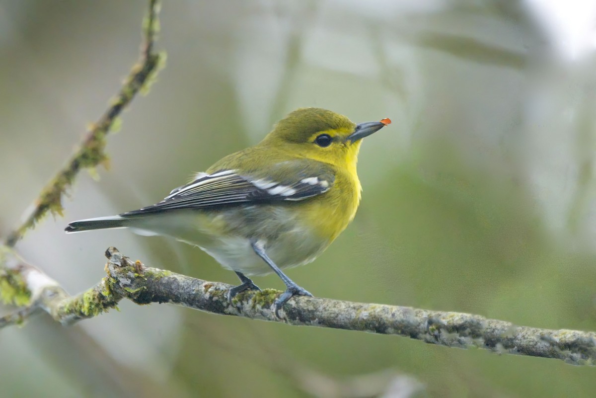 Yellow-throated Vireo - ML646015820