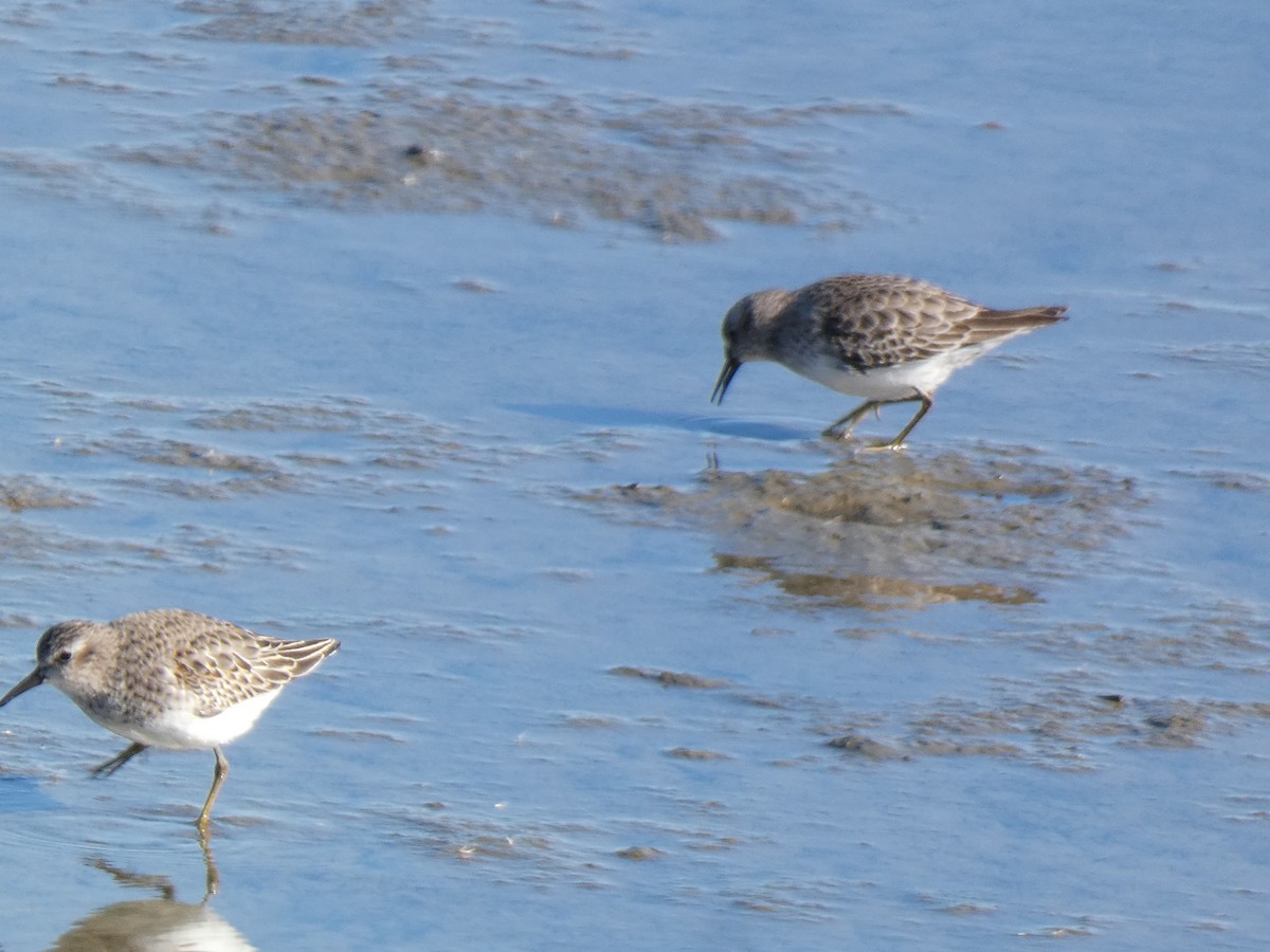 Gambecchio americano - ML646015821