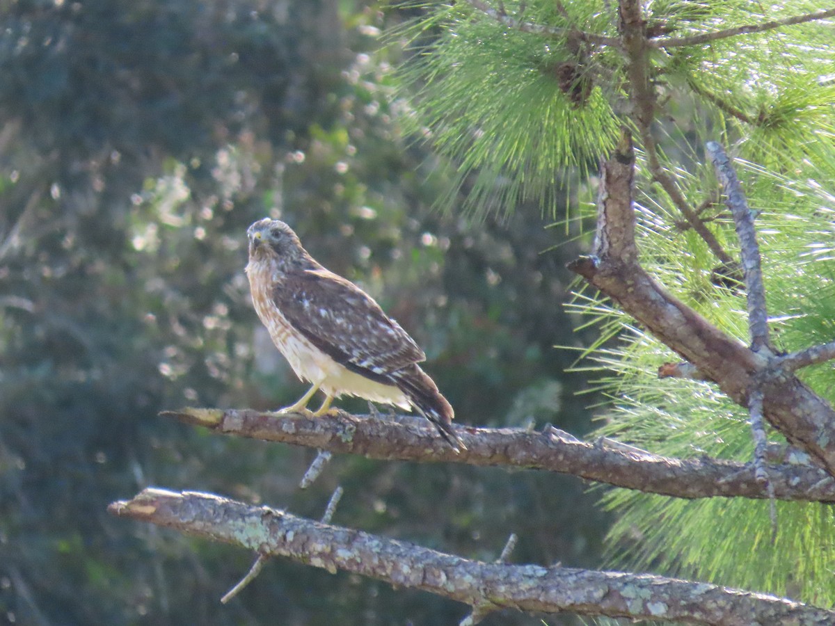 Red-shouldered Hawk - ML646015830