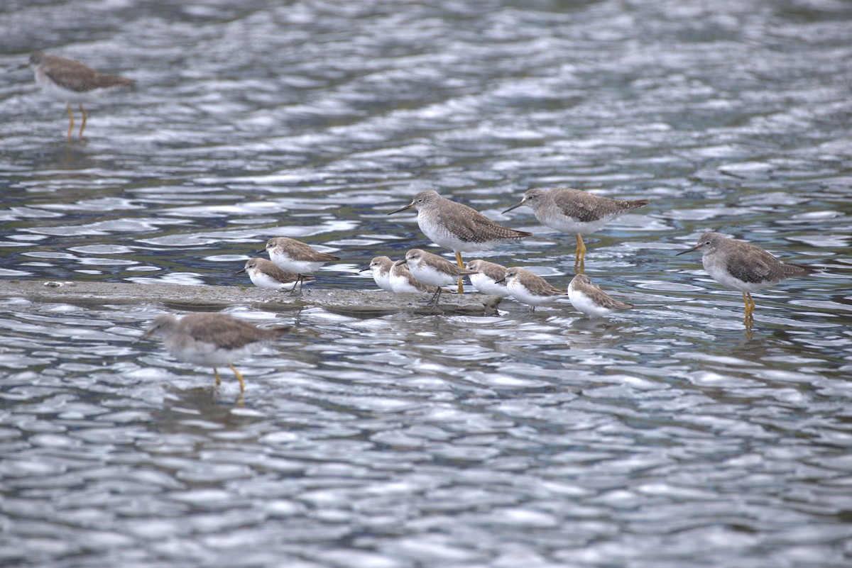 jespák srostloprstý - ML646015837