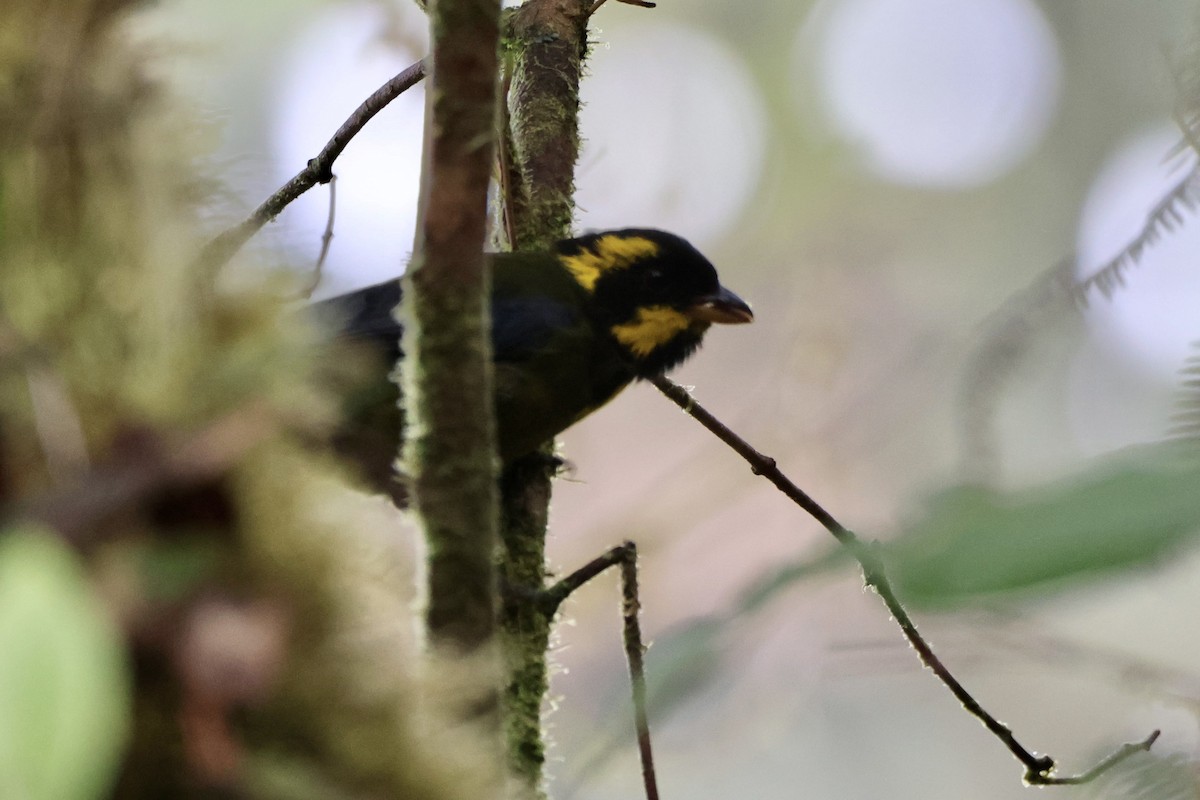 Gold-ringed Tanager - ML646015848