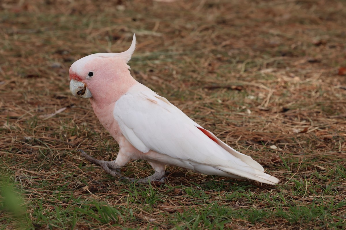 Pink Cockatoo - ML646015852