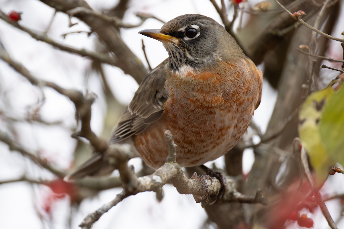 American Robin - ML646015853