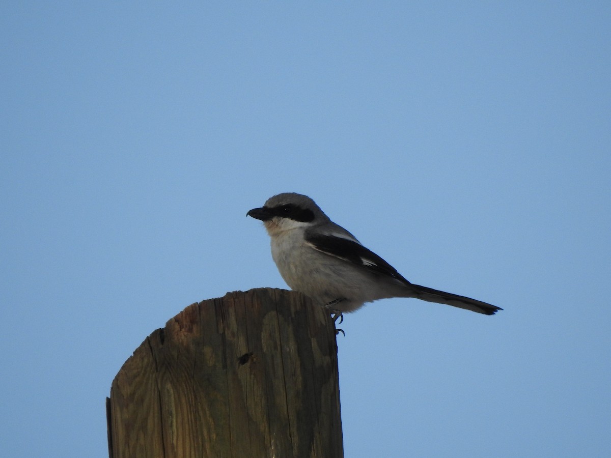 Loggerhead Shrike - ML646015854