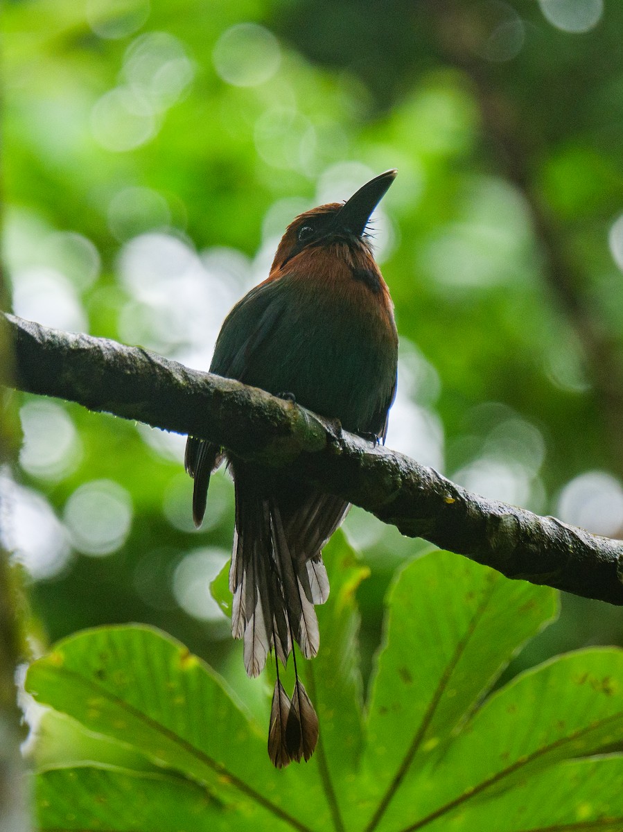 Broad-billed Motmot - ML646015855
