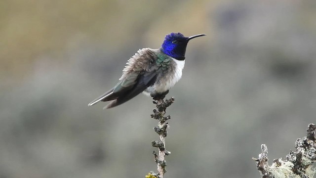 Ecuadorian Hillstar - ML646015856