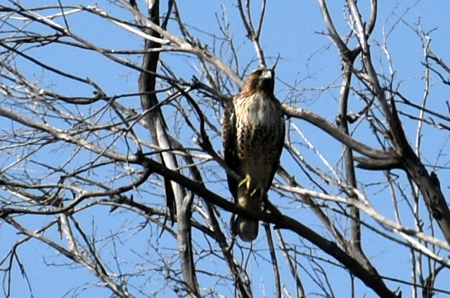 Red-tailed Hawk - ML646015857