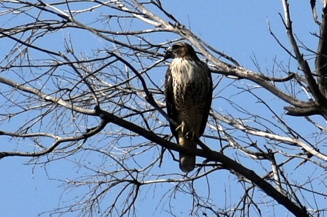 Red-tailed Hawk - ML646015858