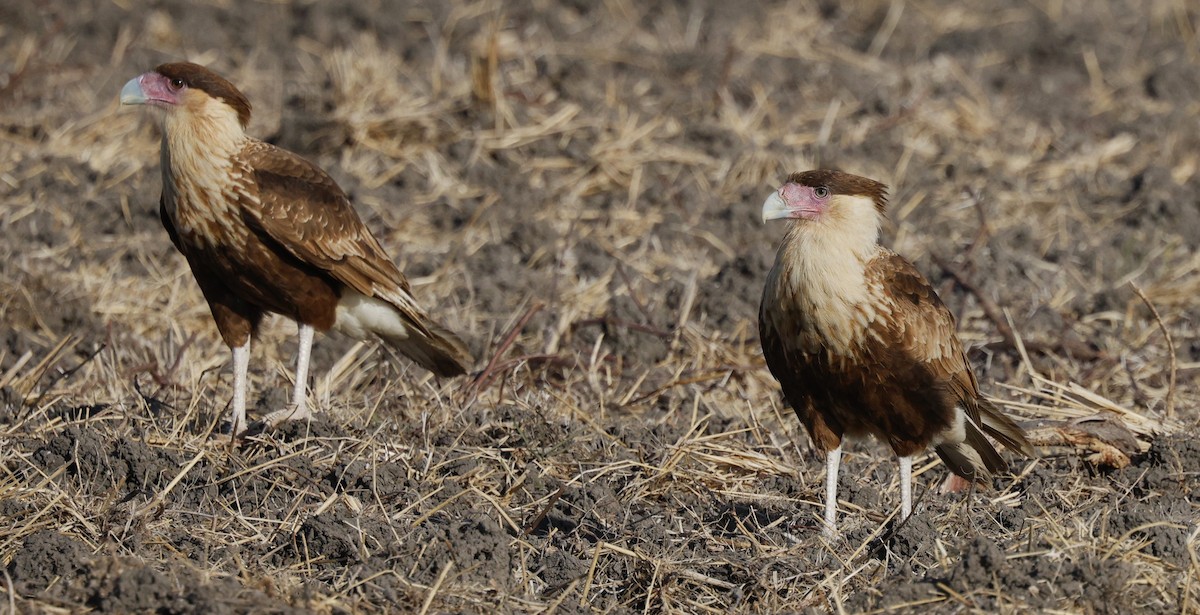 Crested Caracara - ML646015859