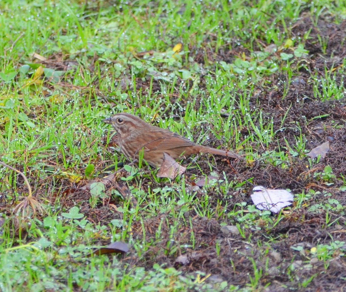 Song Sparrow - ML646015860