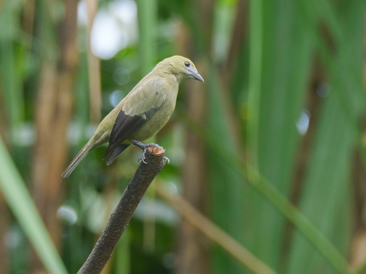 Palm Tanager - ML646015861