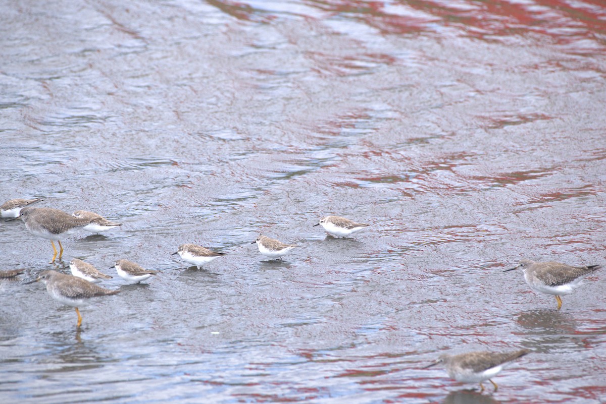 Semipalmated Sandpiper - ML646015862