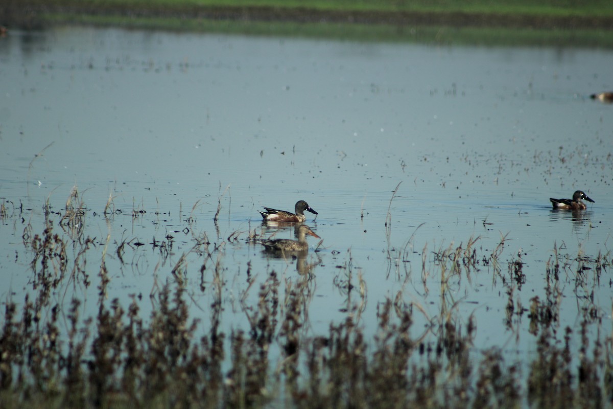 Northern Shoveler - ML646015864