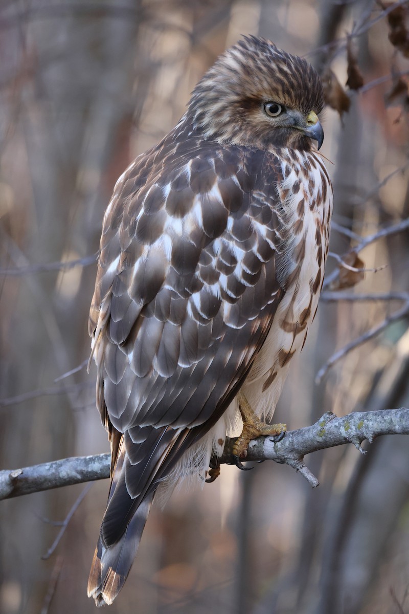 Red-shouldered Hawk - ML646015865