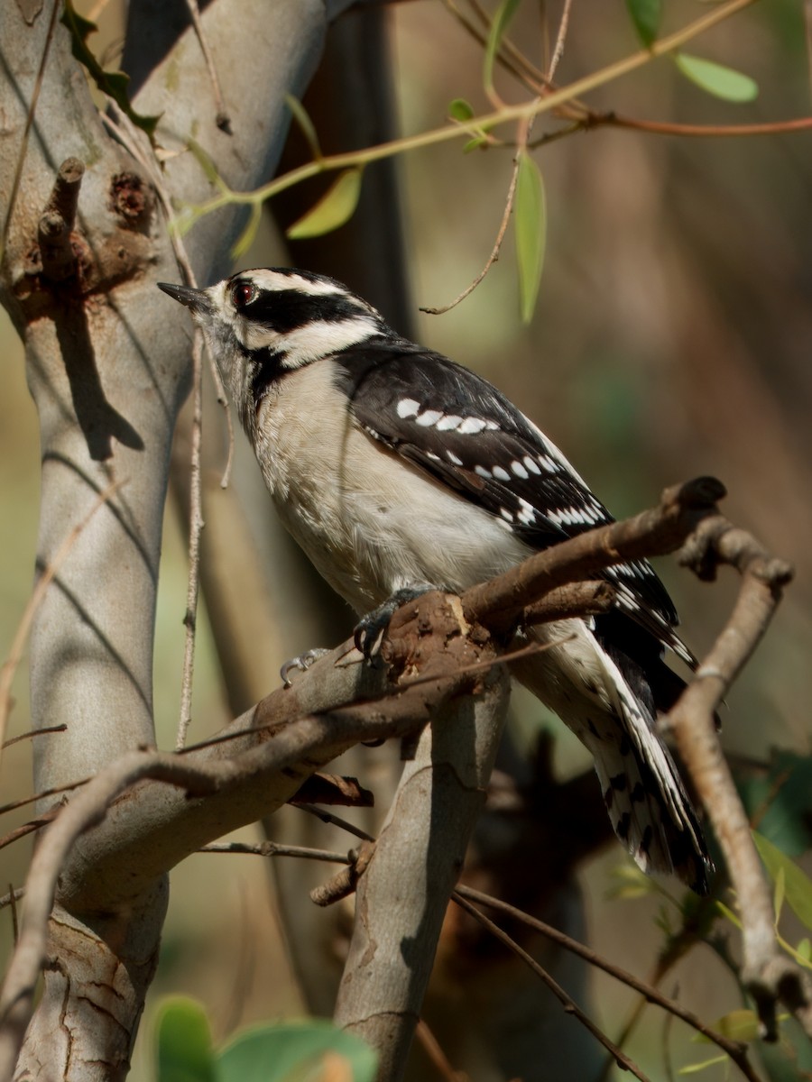 Downy Woodpecker - ML646015866