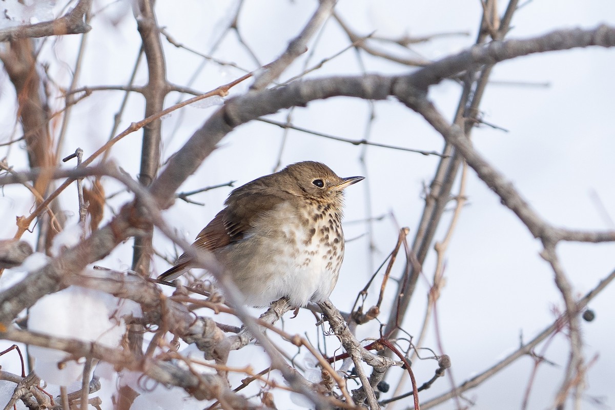 Hermit Thrush - ML646015868