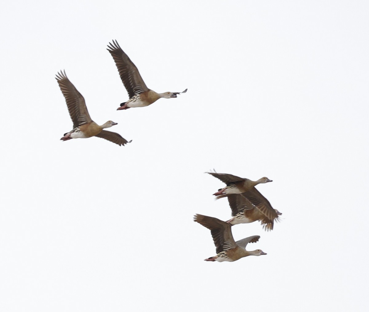 Plumed Whistling-Duck - ML646015869