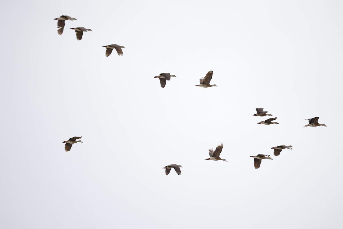 Plumed Whistling-Duck - ML646015870