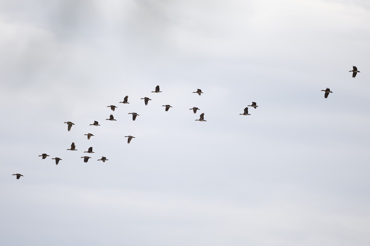 Plumed Whistling-Duck - ML646015871