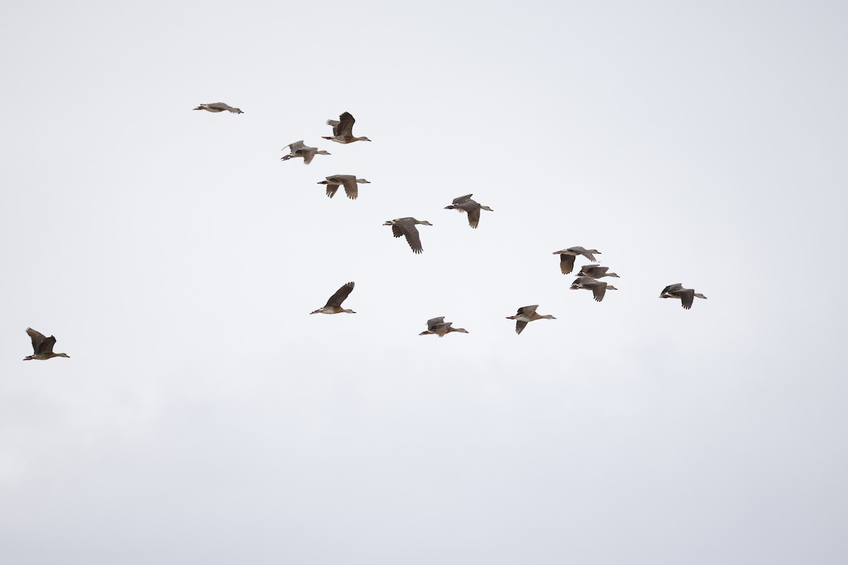 Plumed Whistling-Duck - ML646015872