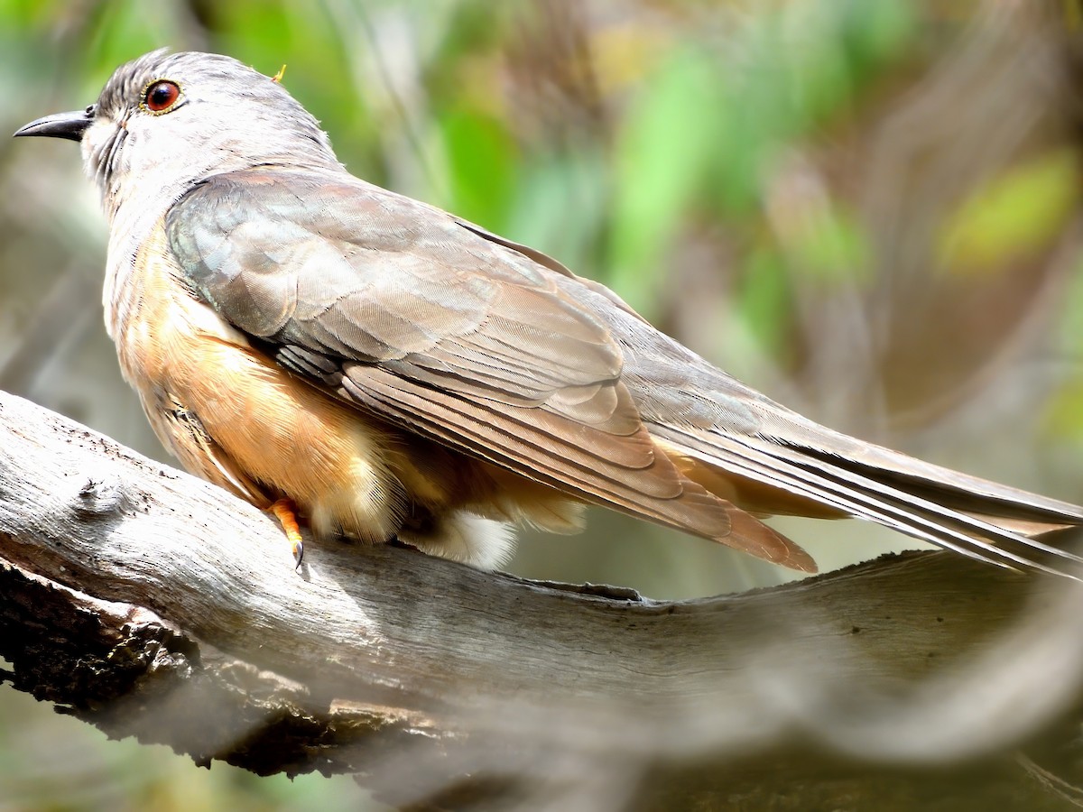 Sahul Brush Cuckoo - ML646015873