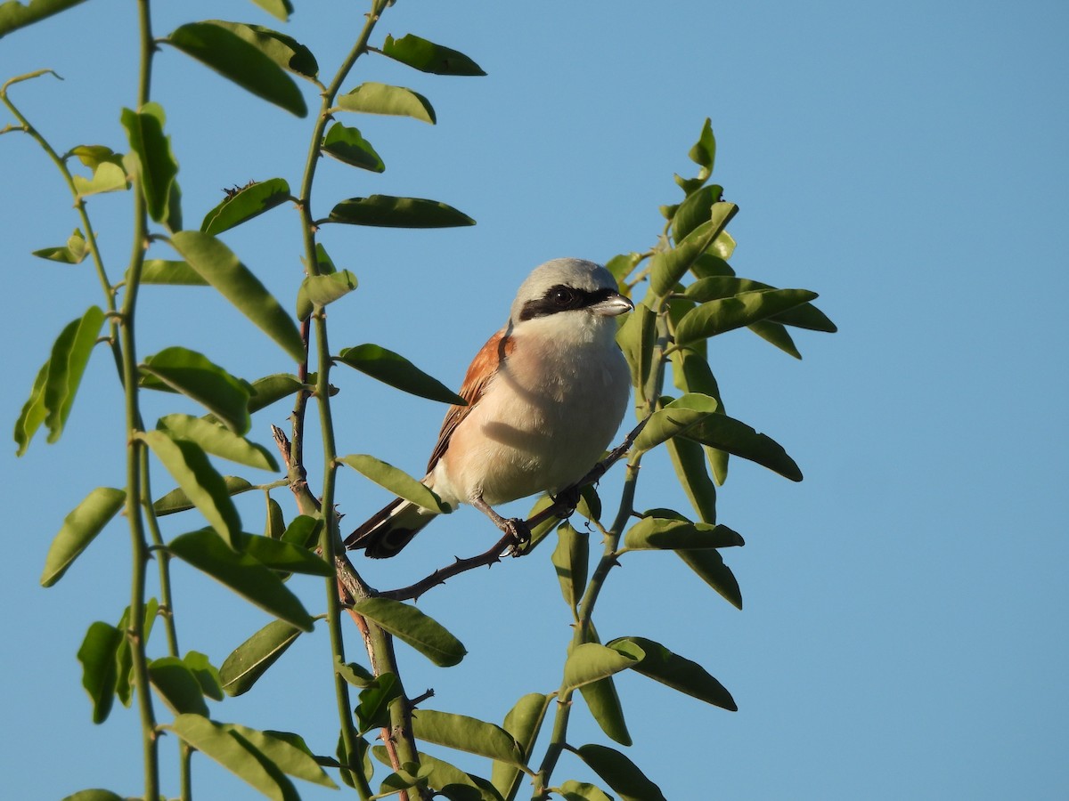 Red-backed Shrike - ML646015875