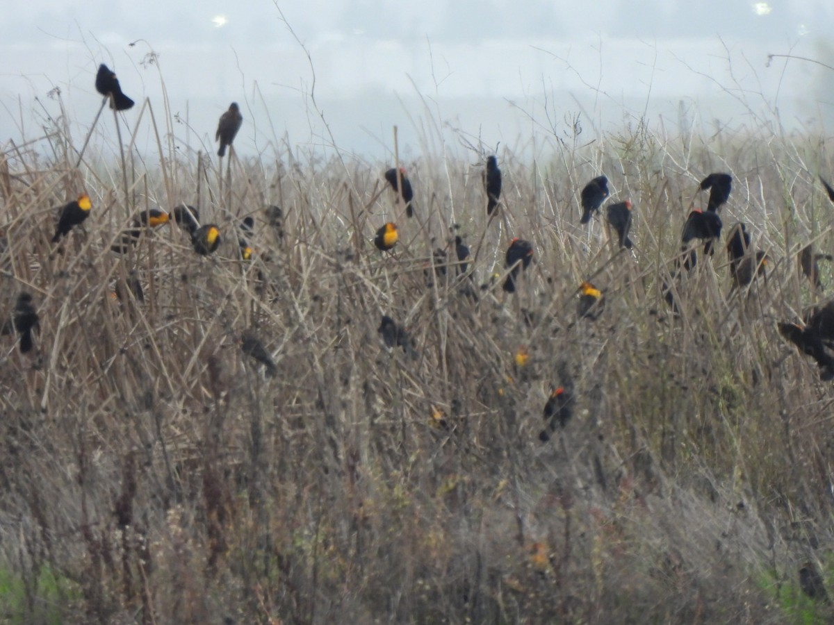 Yellow-headed Blackbird - ML646015876