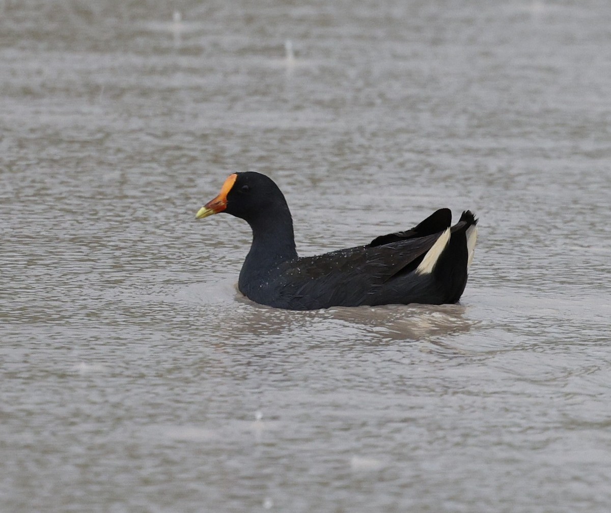 Dusky Moorhen - ML646015877